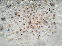 A collection of various seashells arranged neatly on a textured white surface. The shells vary in size, shape, and color, featuring intricate patterns and natural designs. The background provides a rough, gritty texture that contrasts with the smoothness of some shells.