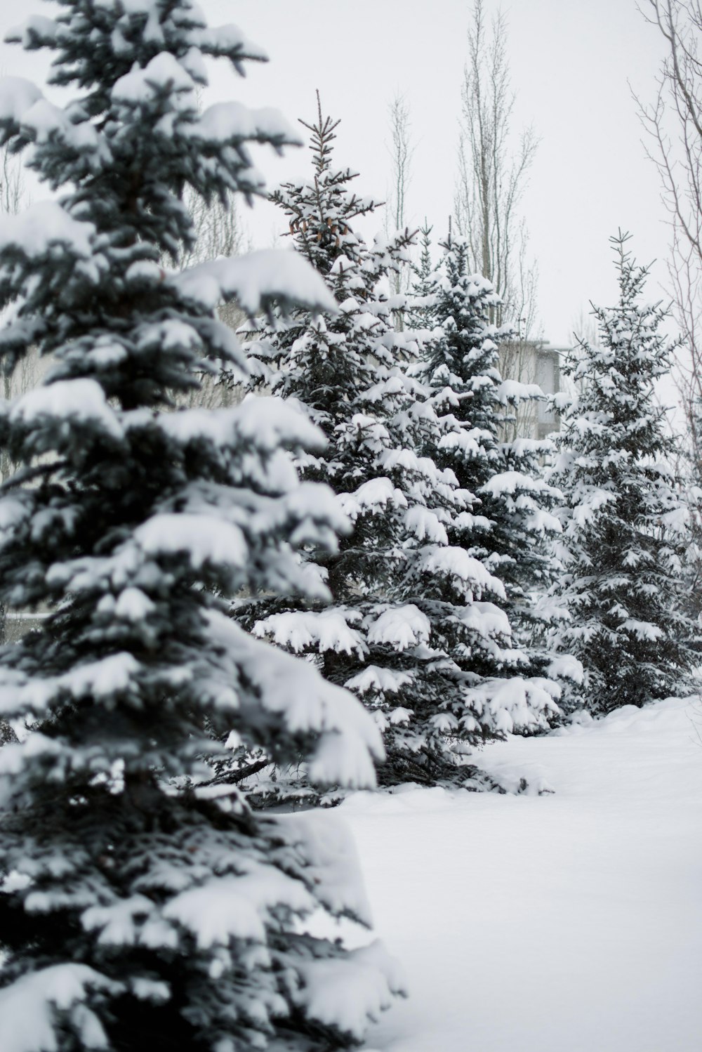 four green pine trees surrounded by snow