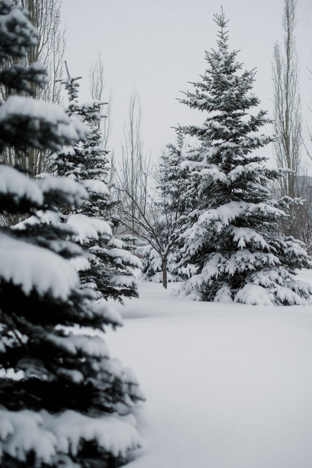 fotografia de baixo ângulo de pinheiros cobertos de neve