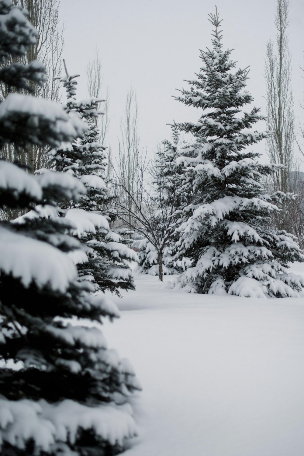 low-angle photography of snow-covered pine trees