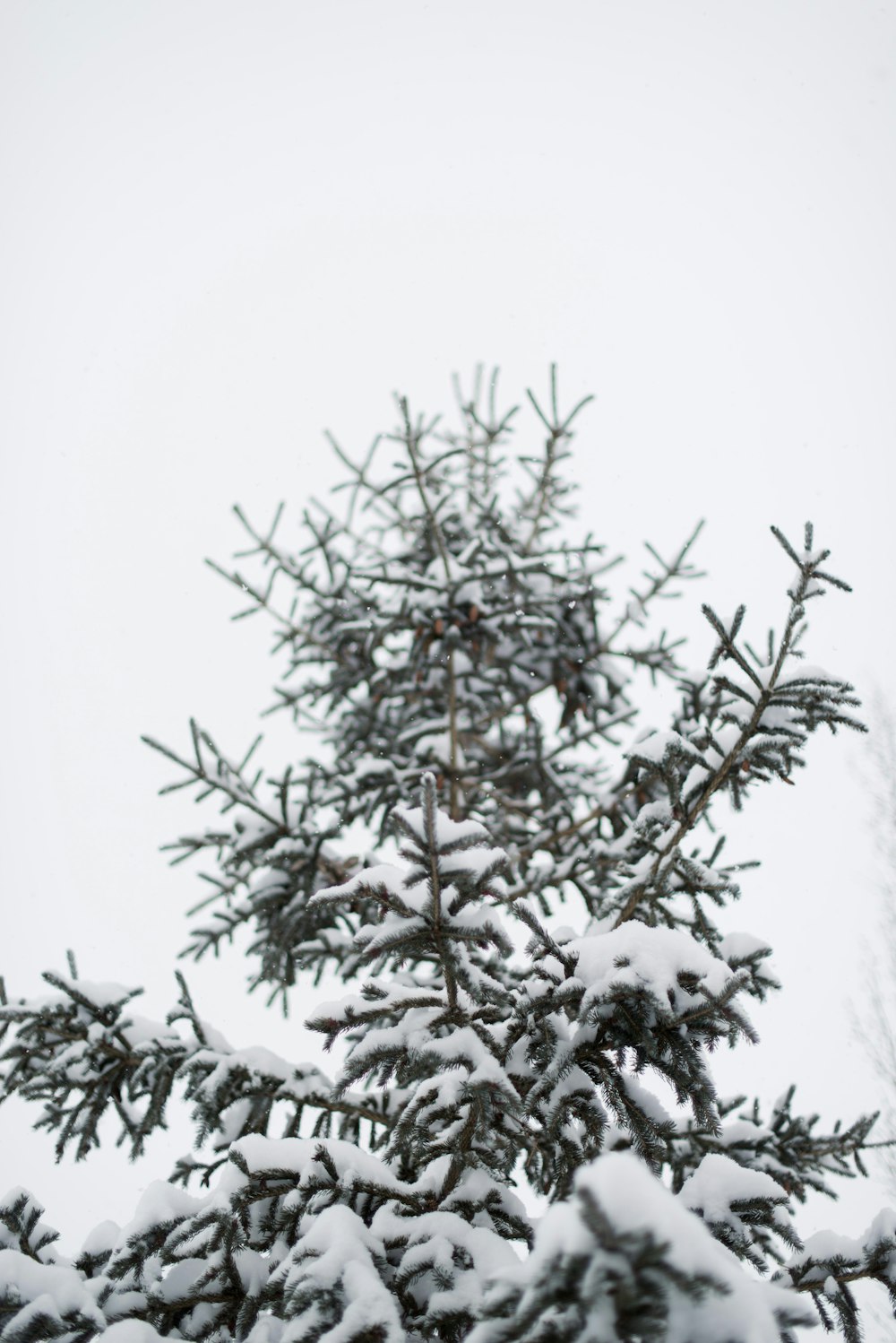 snow-covered pine tree during daytime