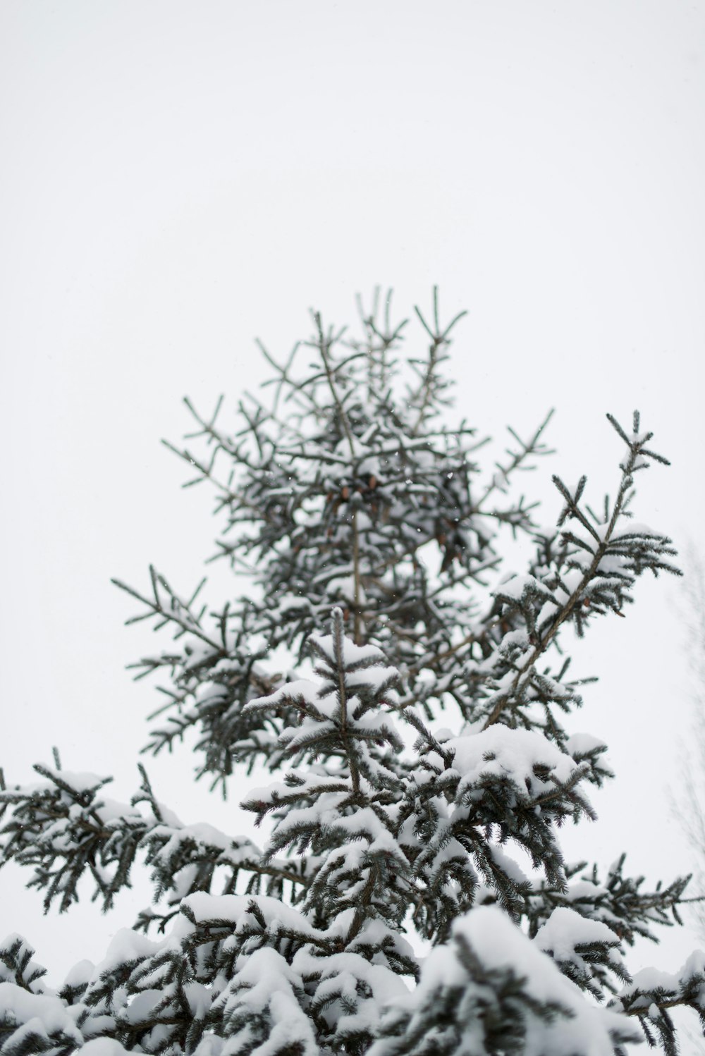 Pino cubierto de nieve durante el día