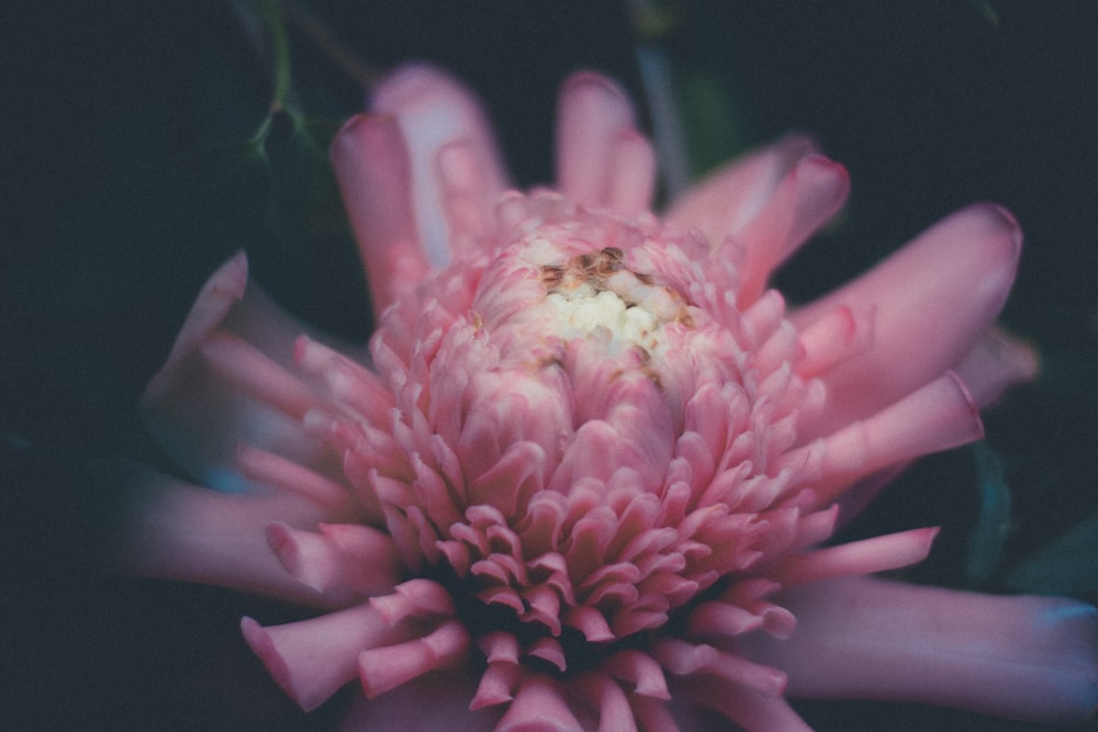 pink chrysanthemum close photography
