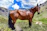 A proud customer standing beside a strong American Quarter Horse on a sunny Texas ranch.