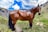 A proud farmer standing next to a strong Percheron horse in a green pasture.
