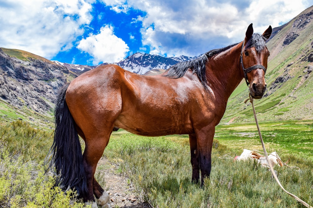 brown horse on the field photography