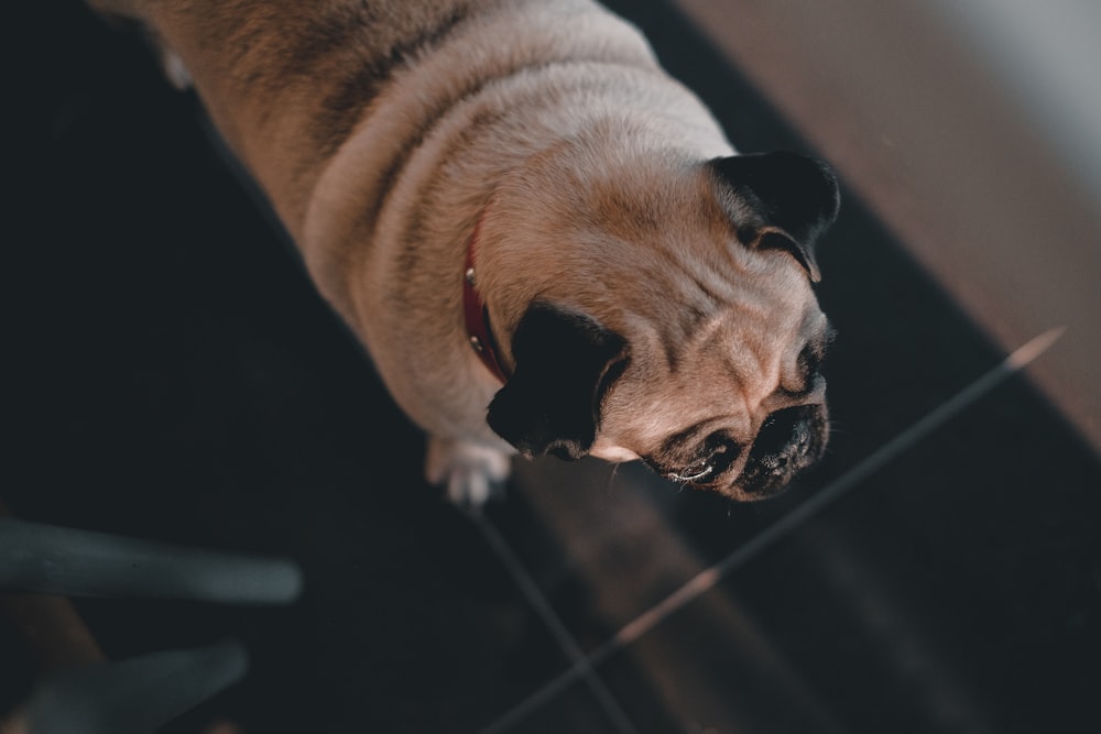 fawn pug