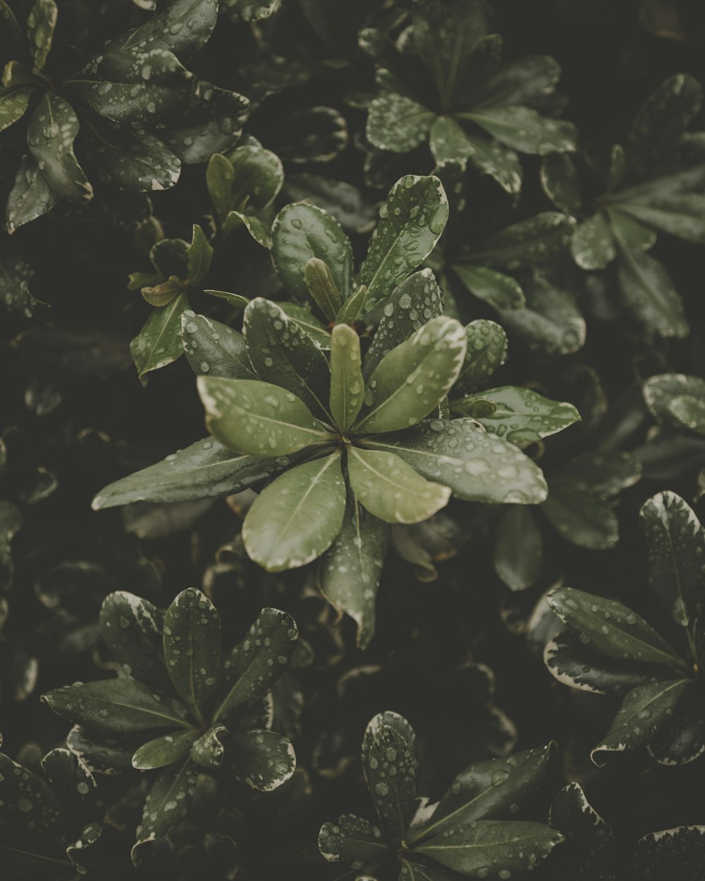 green-leafed potted plants