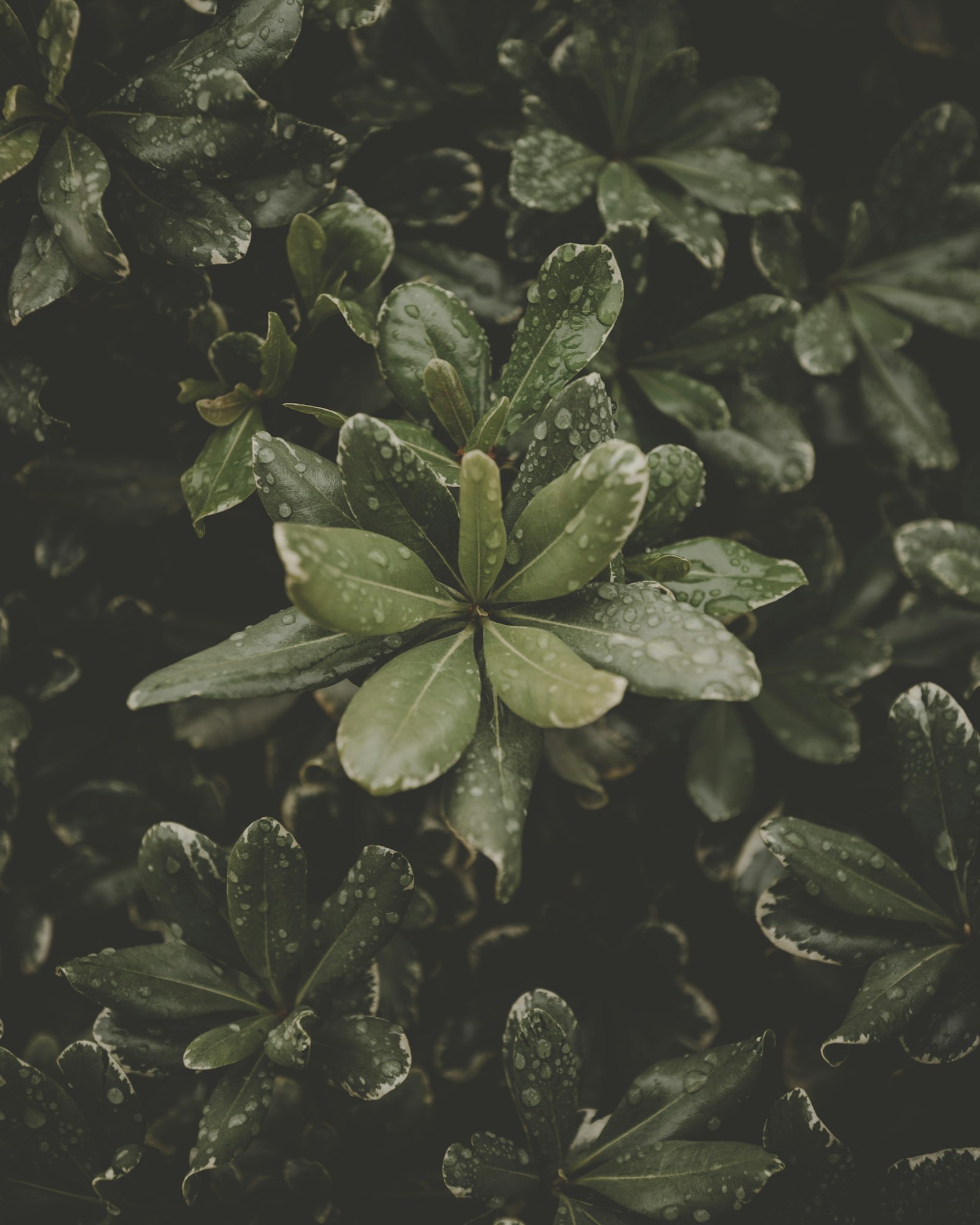 Sigma 14-24mm F2.8 DG HSM Art sample photo. Green-leafed potted plants photography