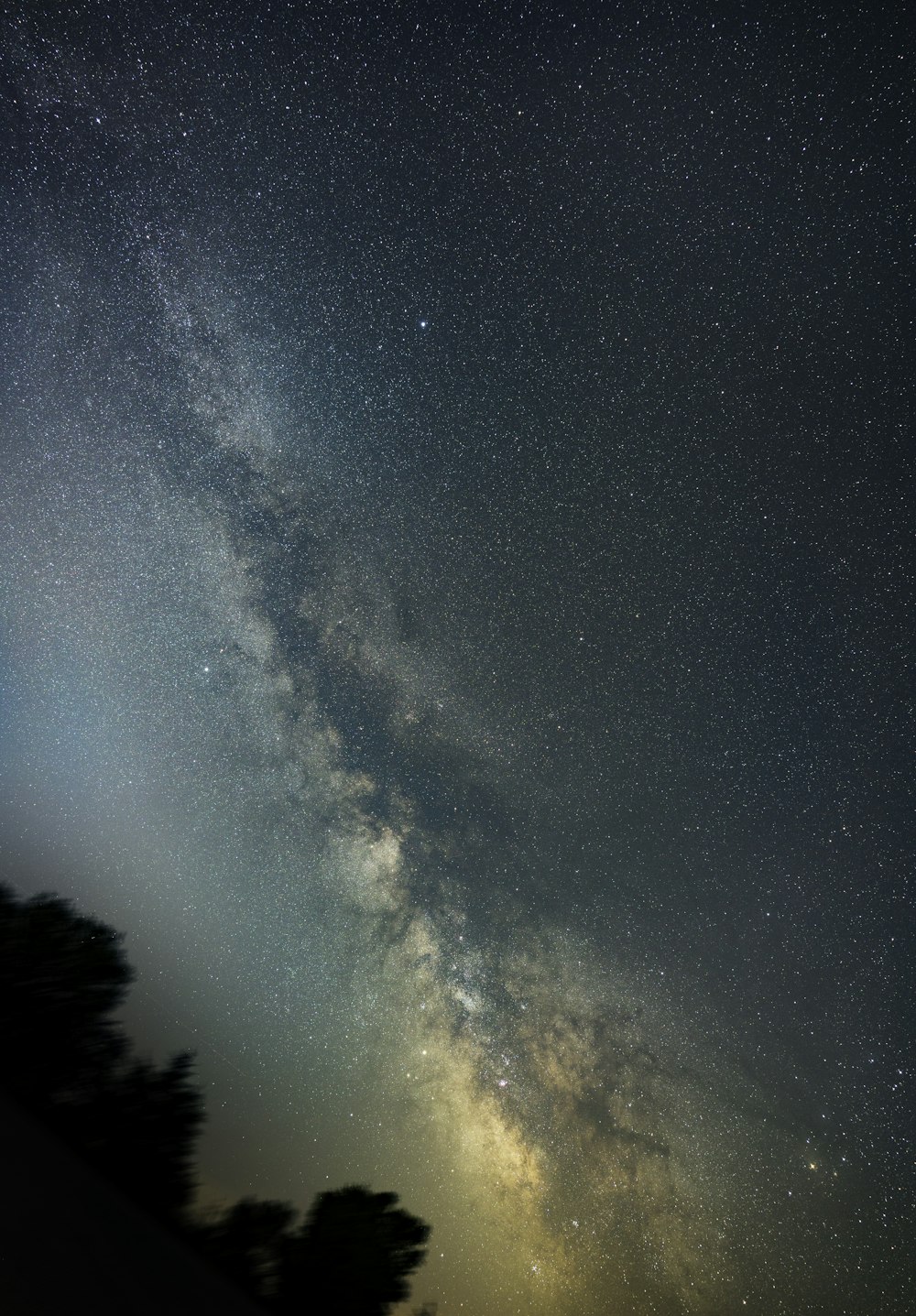 tree above starry sky at night