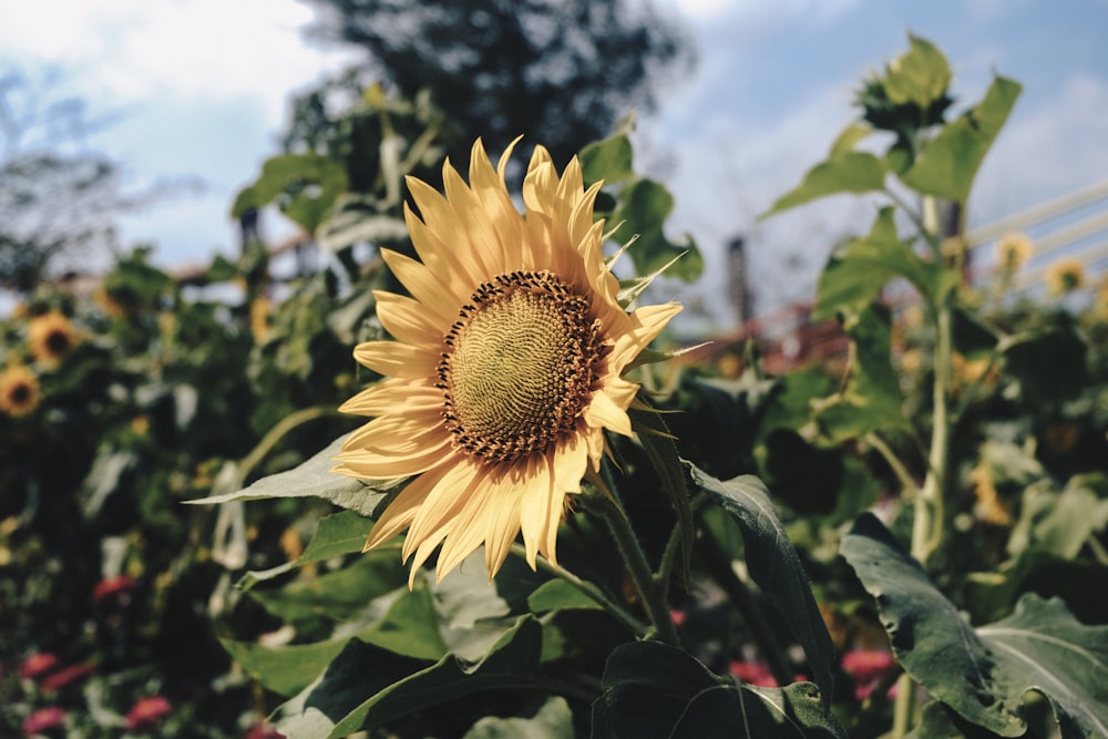 sunflower photography