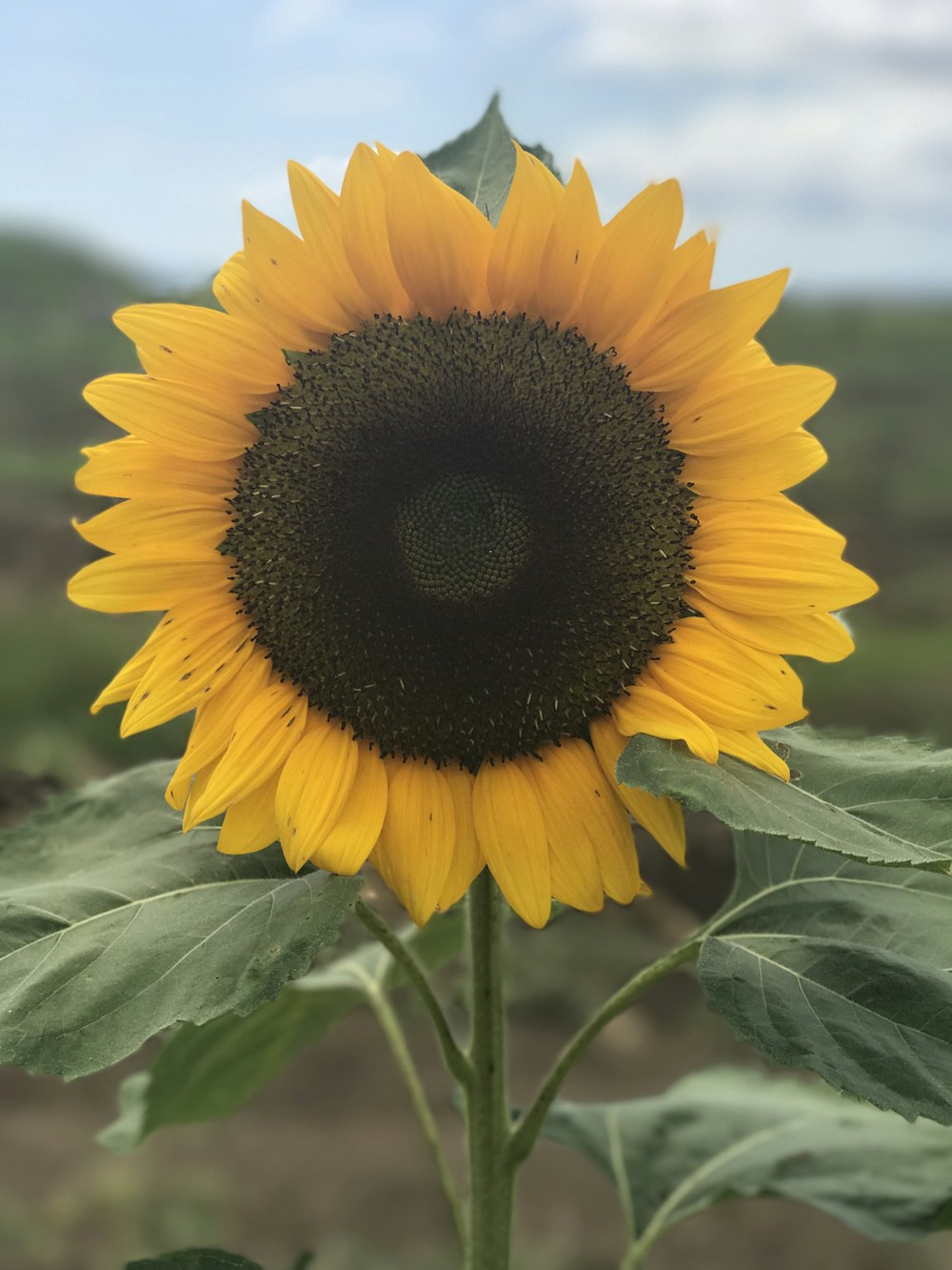 sunflower closeup photography