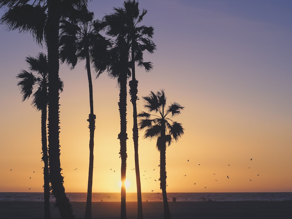 silhouette photography of palm trees