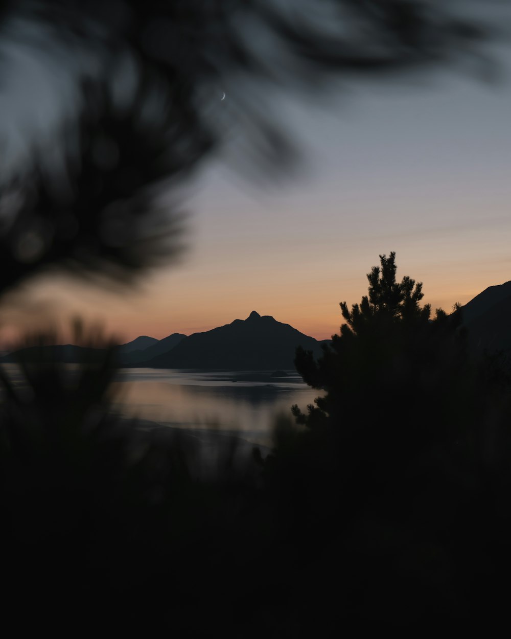 silhouette of trees near body of water during golden hour