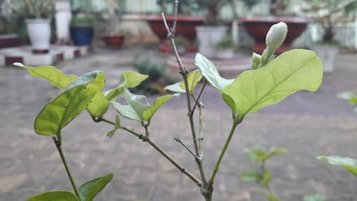 A budding plant with light green leaves in the foreground, set against a blurred background featuring several large planters and an outdoor paved area. The focus is on the plant while the surroundings appear soft and out of focus.