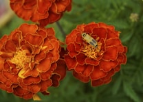 Bright orange marigold flowers with ruffled petals are surrounded by lush green foliage. A distinct yellow and black beetle rests on the center of one of the flowers, adding contrast and interest.