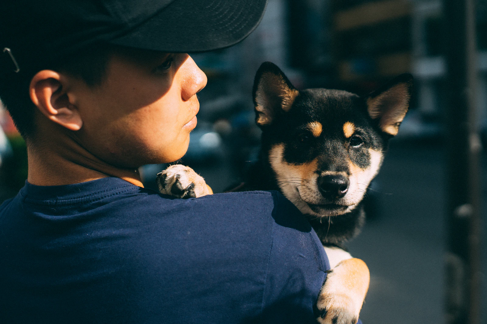 Cardigan Welsh Corgi with long tail being held by an owner, photo by Andrew Leu on Unsplash