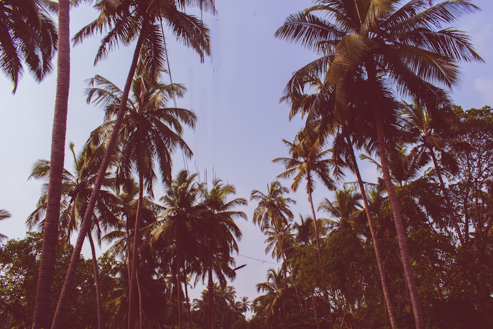 낮에는 초록색 코코넛 나무