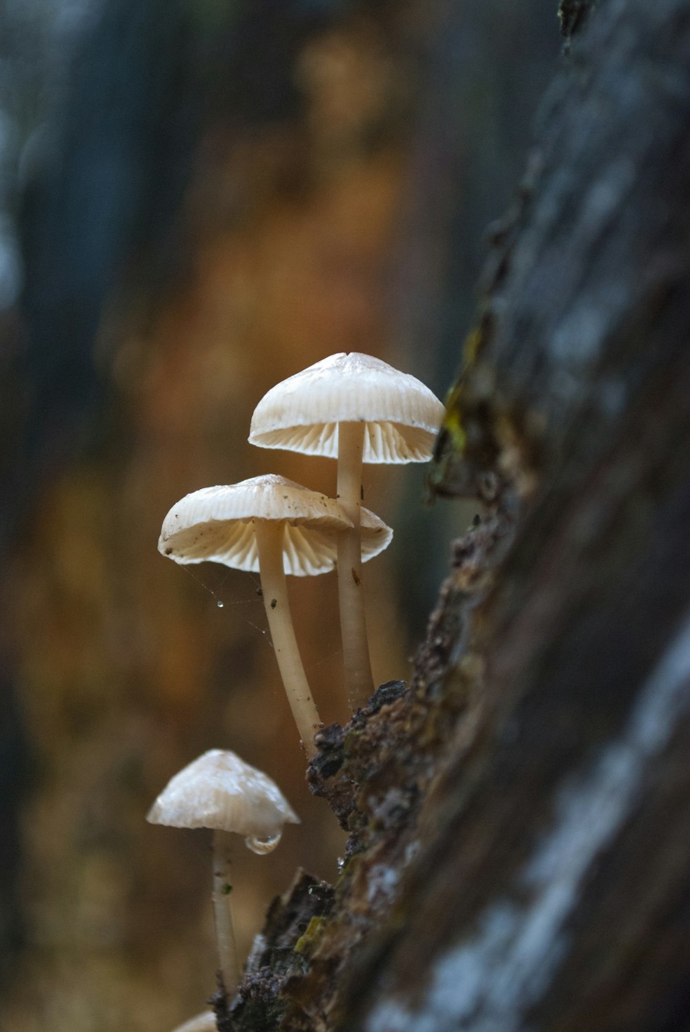 three mushrooms