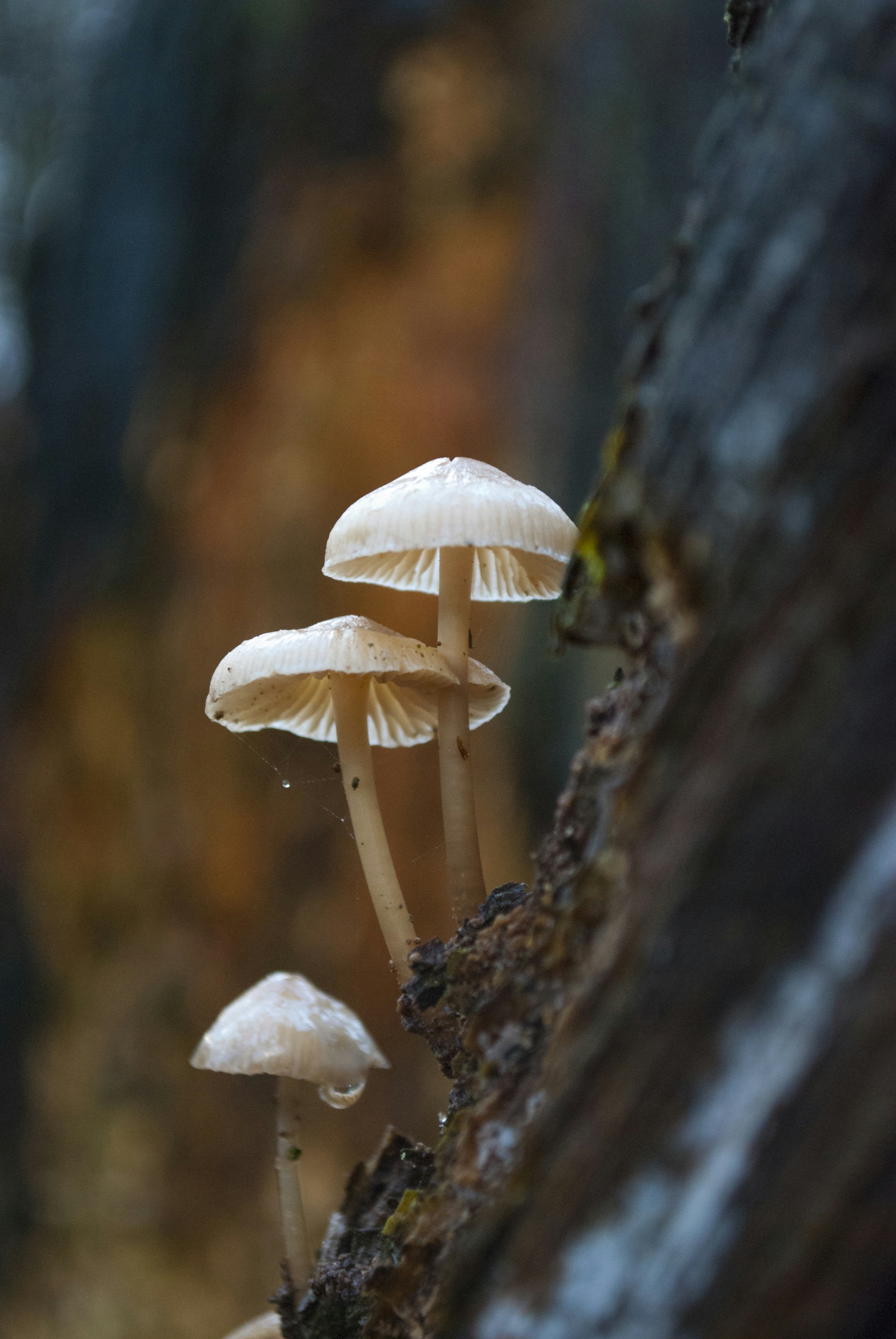 Mystical Mushroom Healing Elixir