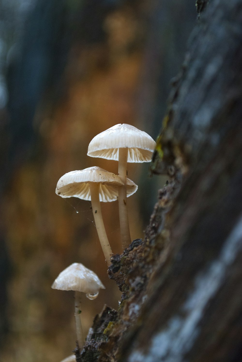 tre funghi