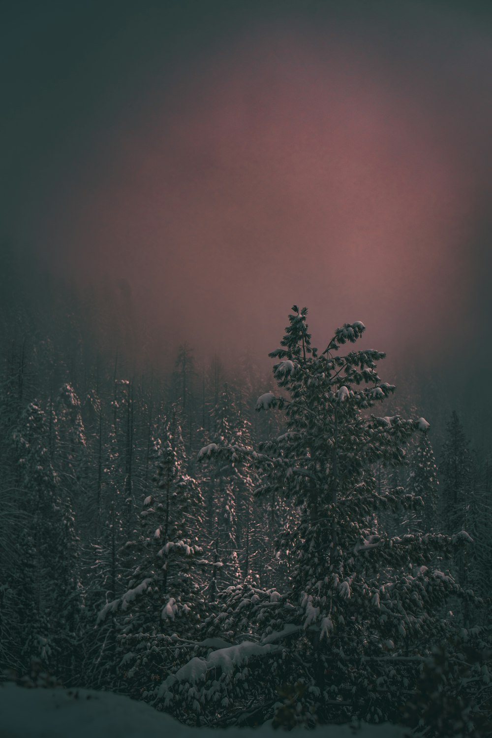 trees covered by snow