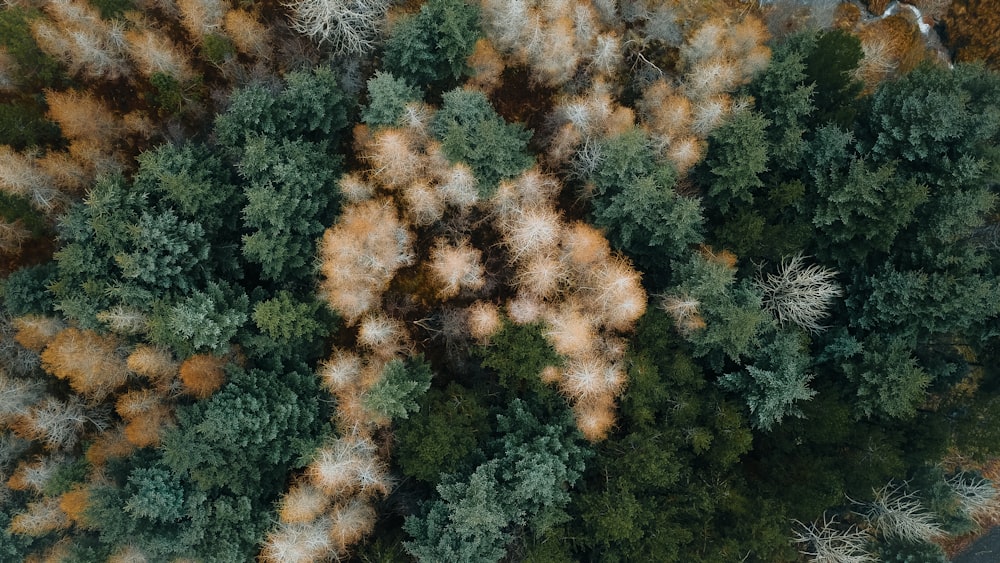 aerial photography green and brown pine trees