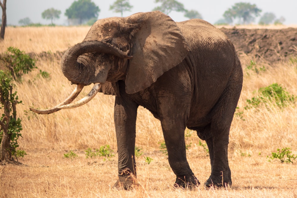 Elefante nero che vaga sul campo asciutto a Dayime