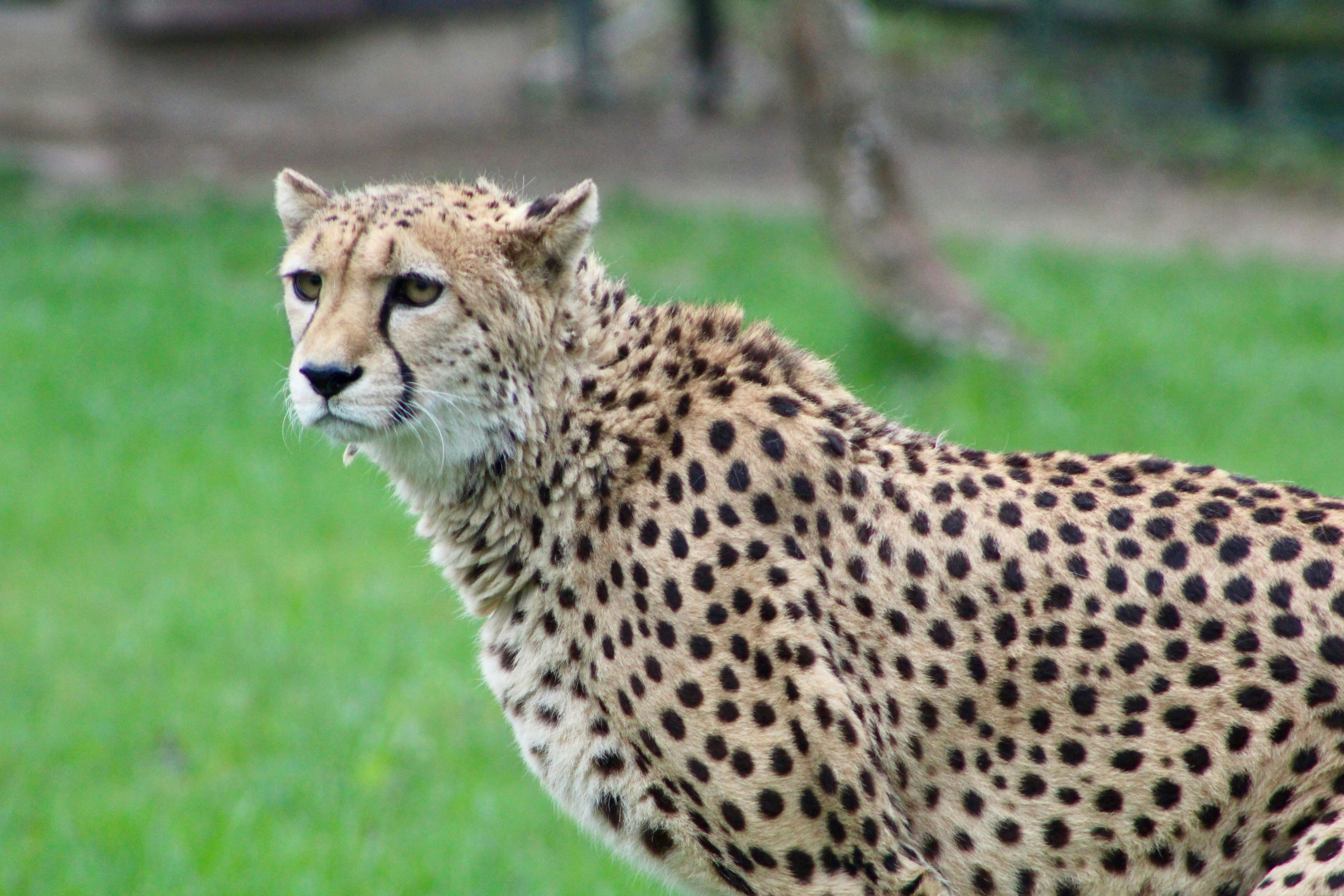 selective focus photography of cheetah