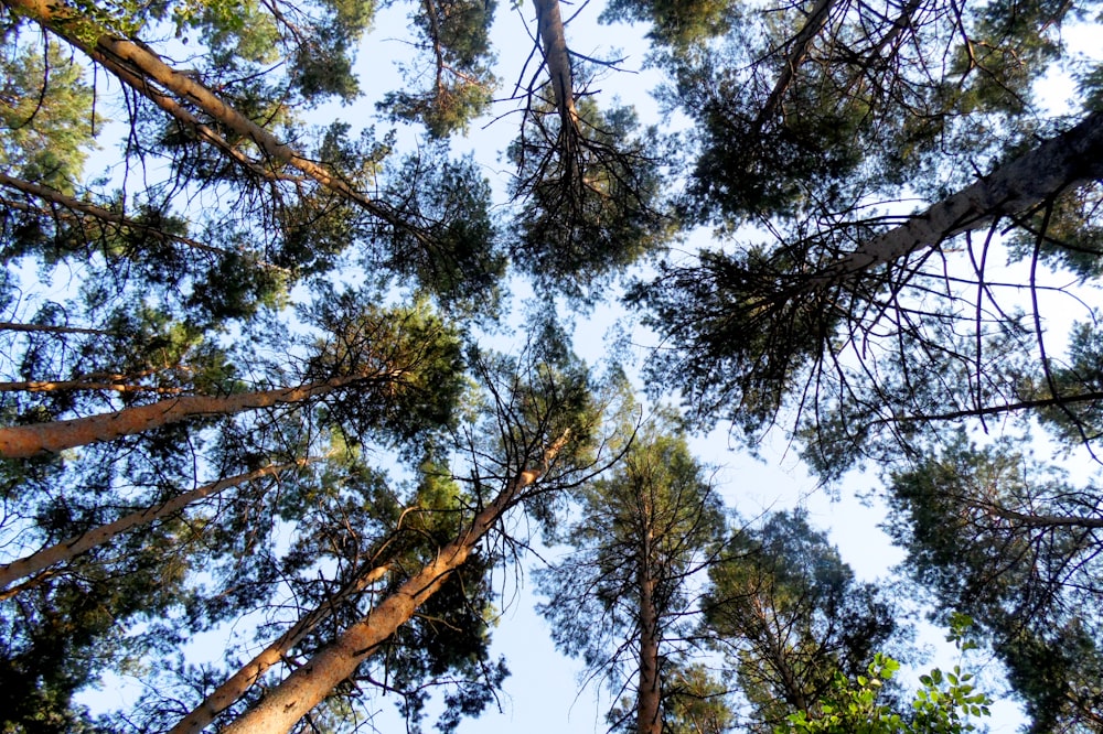 low-angle photography of trees during daytime