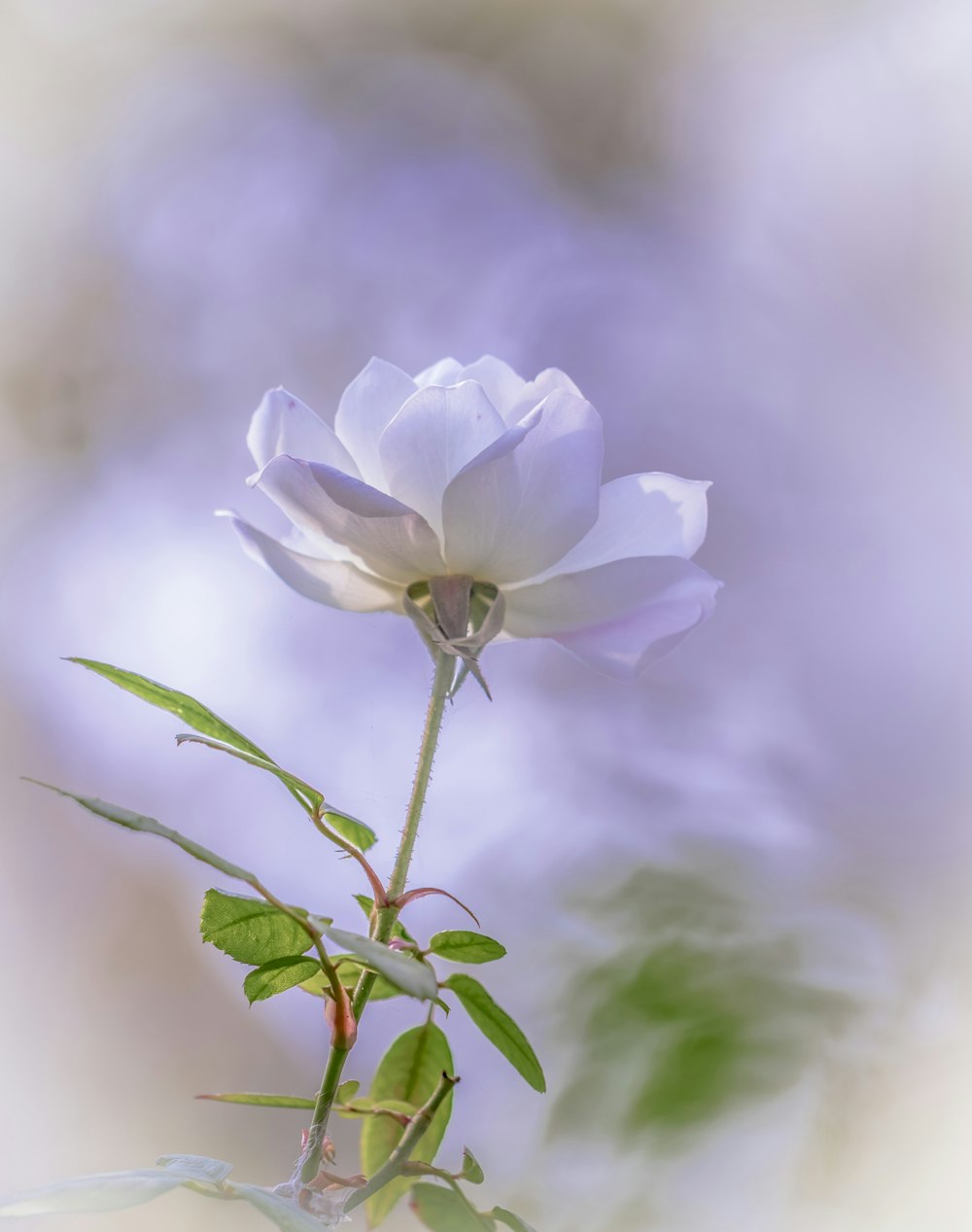 white blooming flower