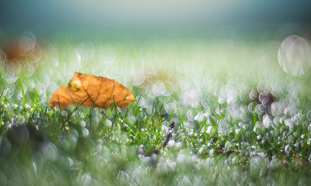 bokeh photography of withered leaf on grass