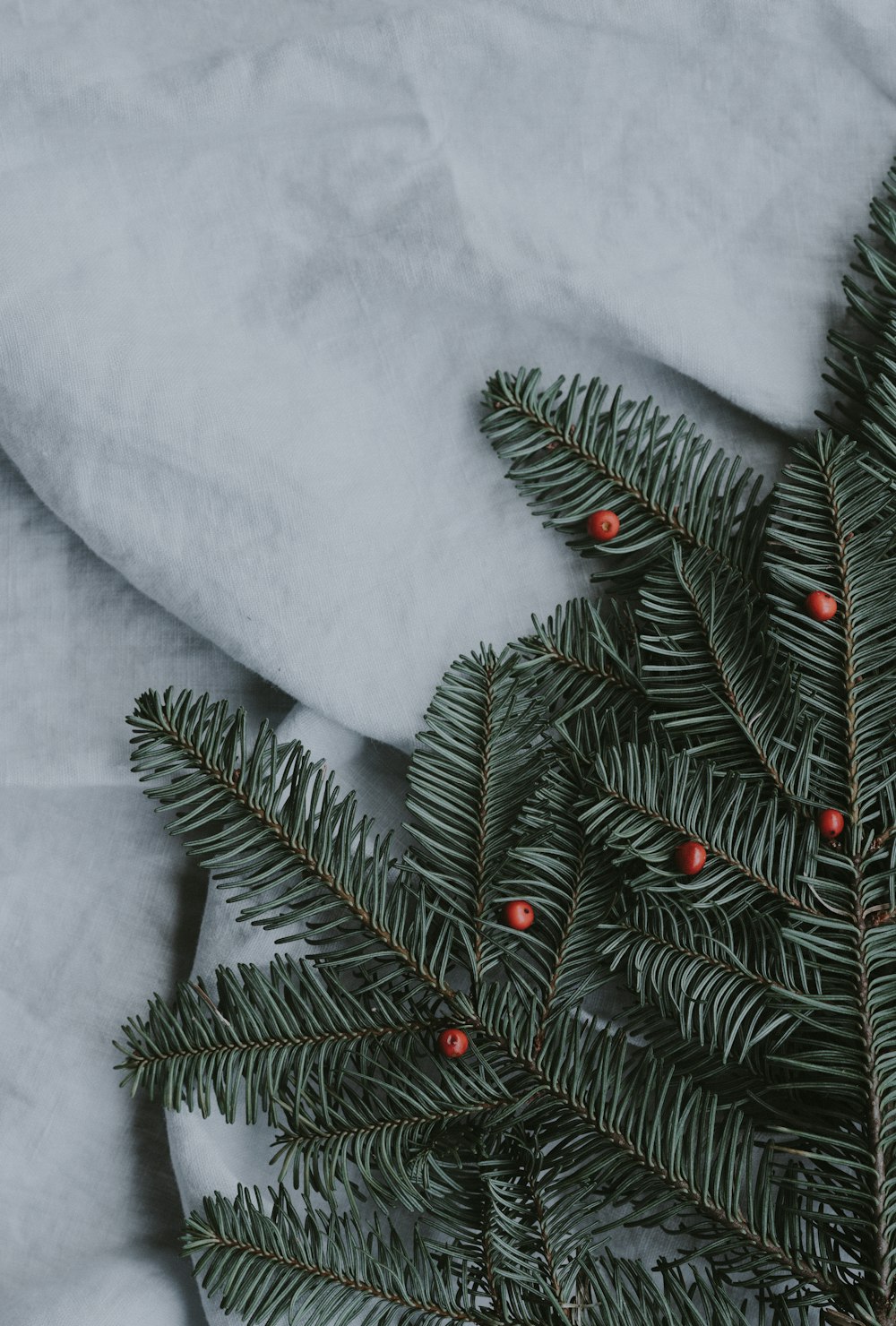 green cypress leaves on white cloth