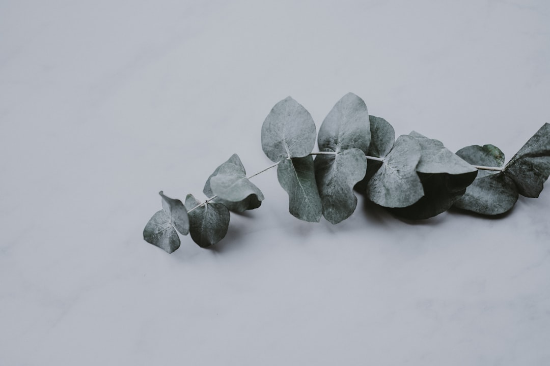 green leaves on white surface