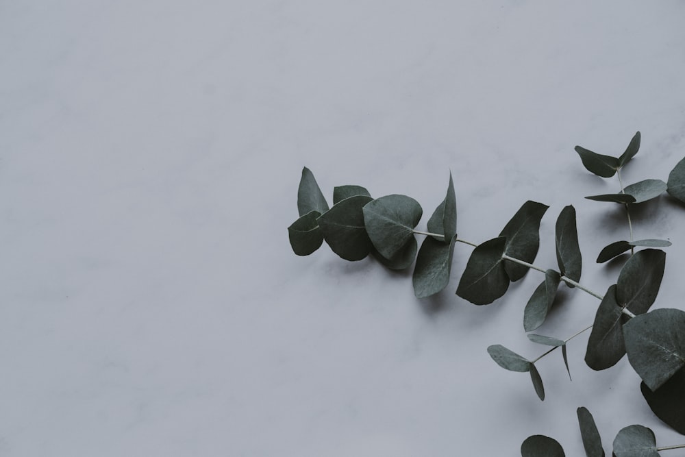 白い表面に緑の葉の植物