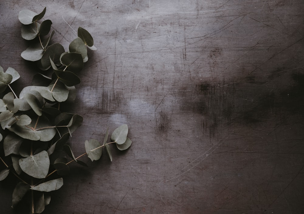 green plant on gray surface