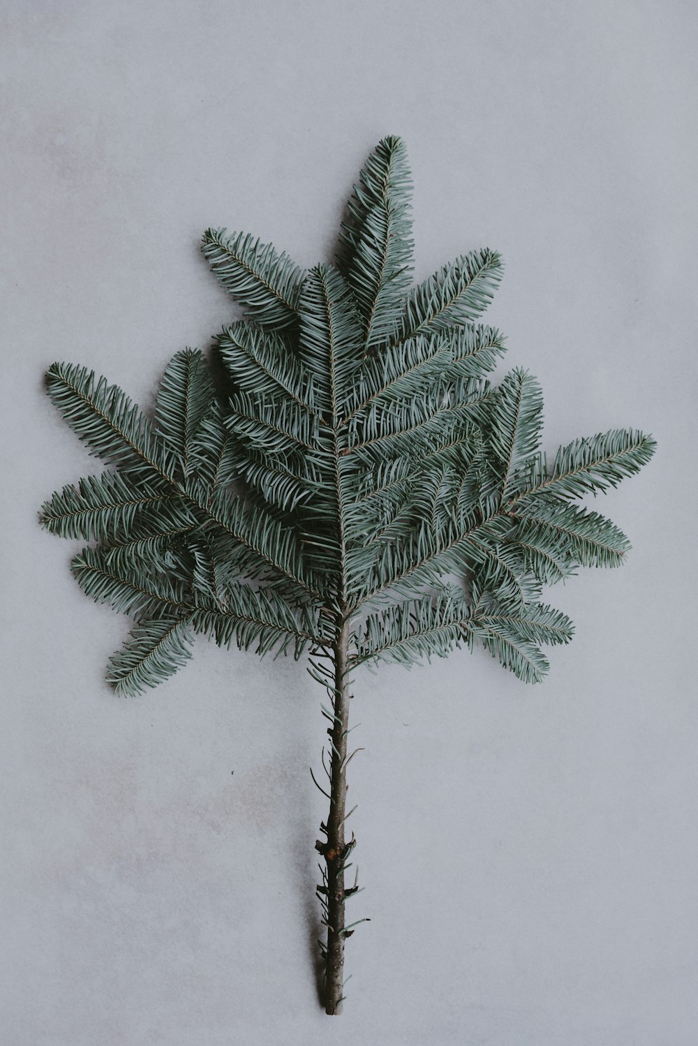 green tree leaves