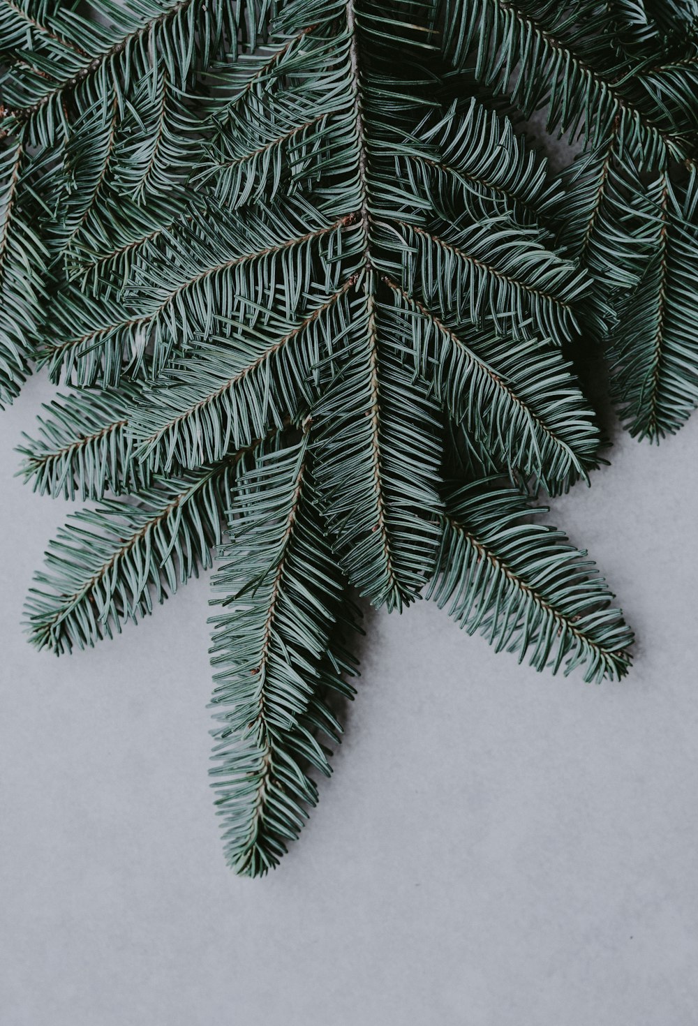 green leaves on white surface