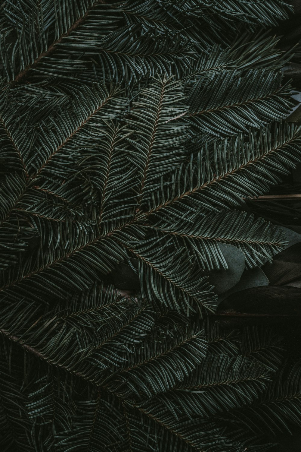 green pine tree leaves