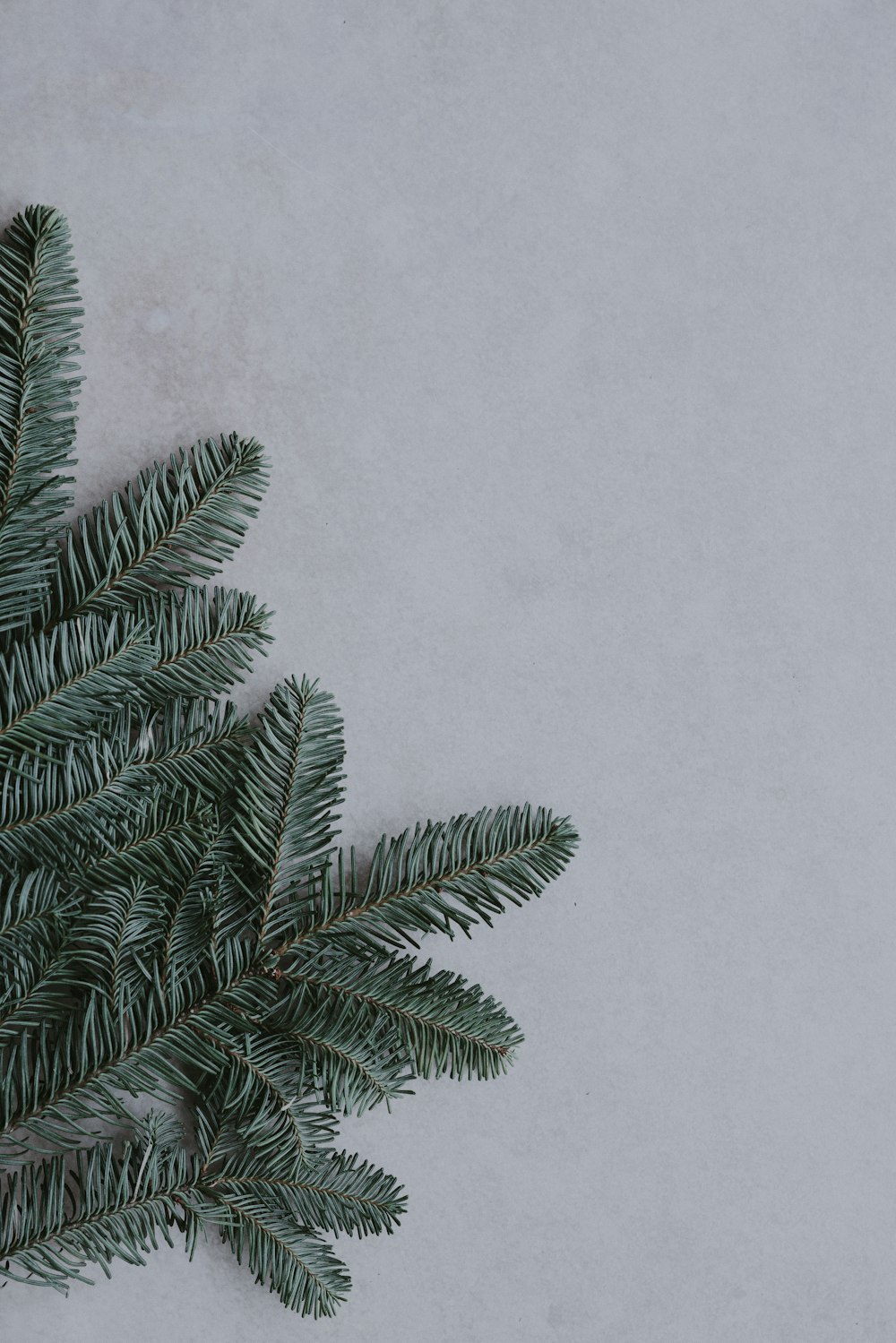 green pine tree leaves