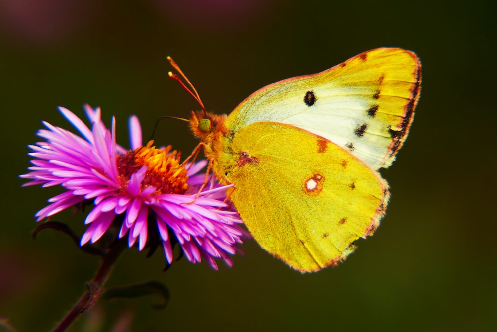 yellow butterfly on flower