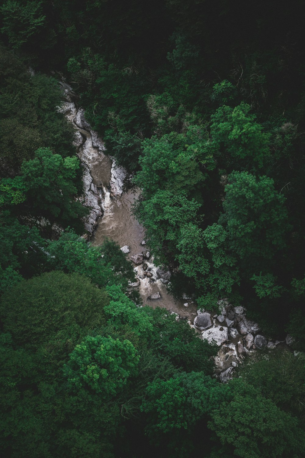 Photographie aérienne d’une rivière entre les arbres pendant la journée
