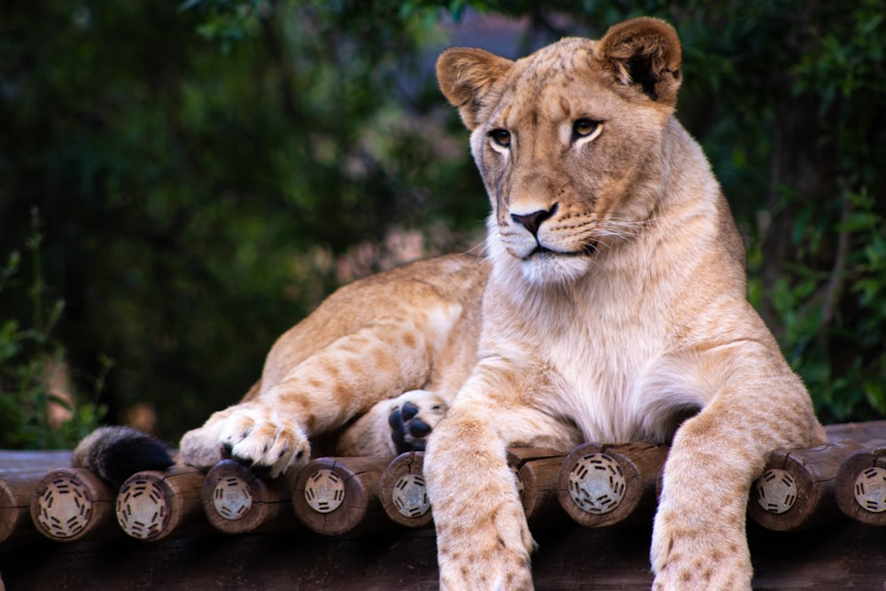 brown lioness lying on wooden platform