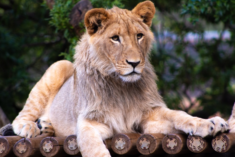 lioness laying on dock during daytime