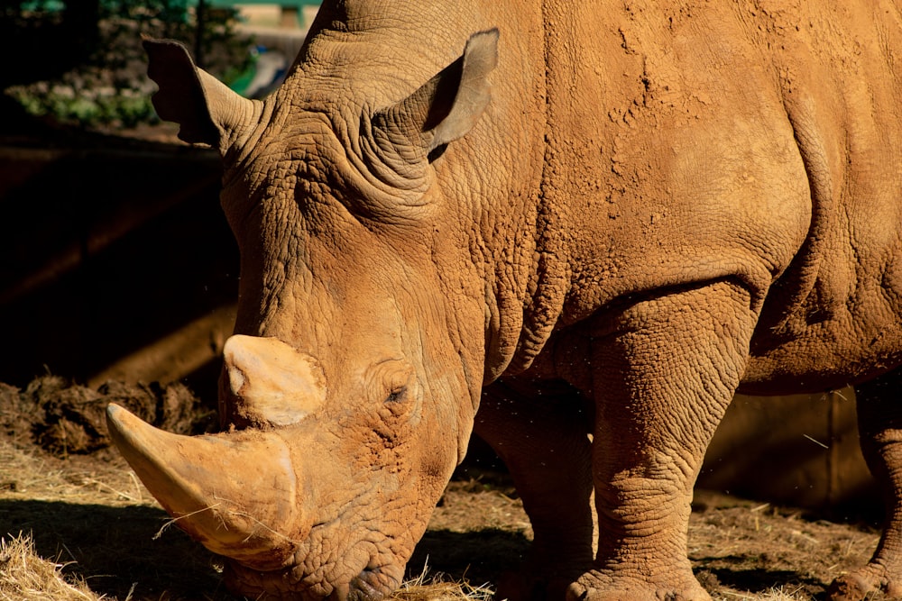 Braunmaulnashorn auf brauner Wiese