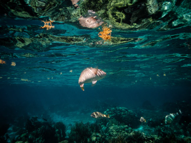 13-Day Luxury Central Americas: Belize, Guatemala, Honduras