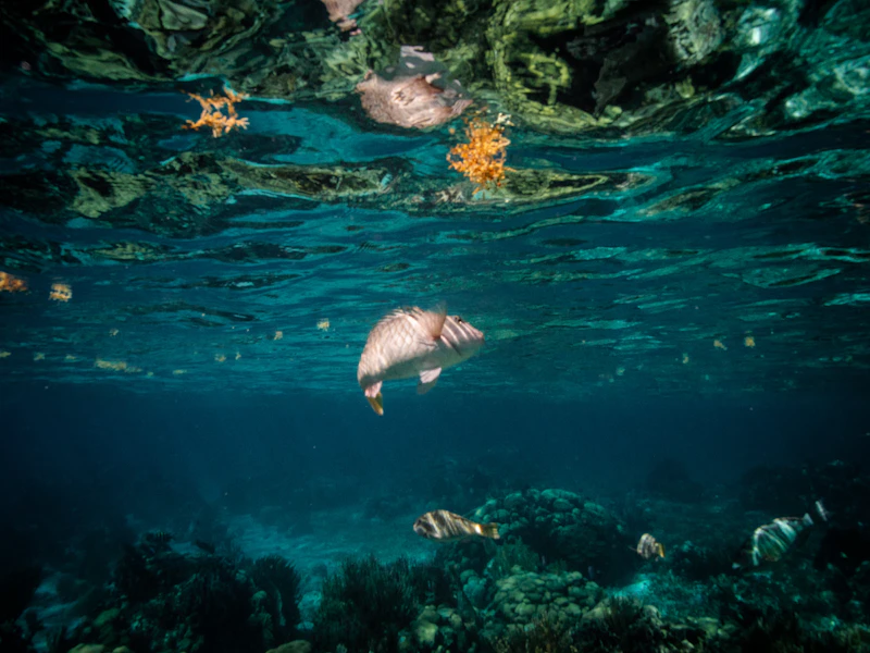 Tour Snorkel Belice arrecife y tiburones - foto 3