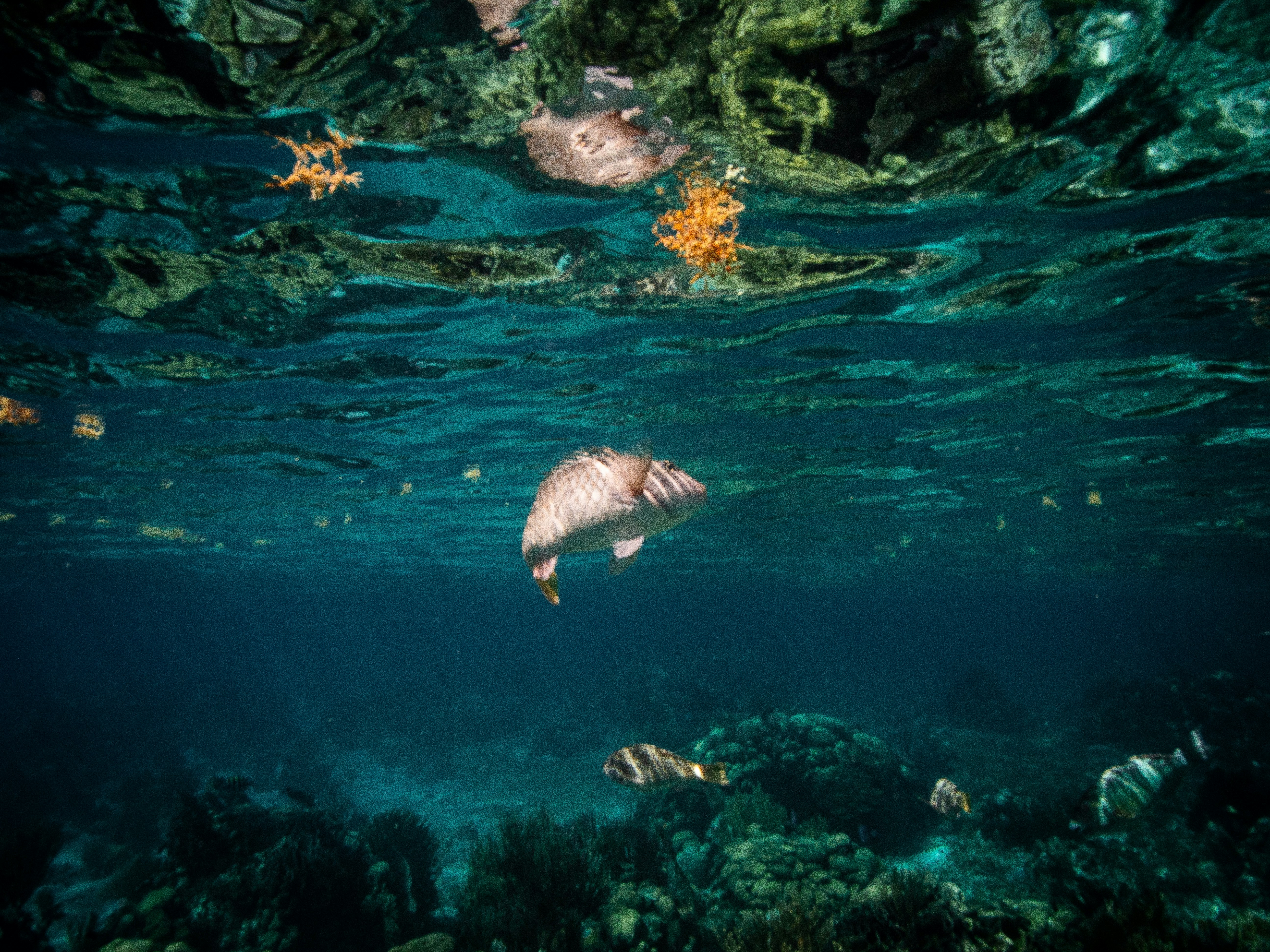 assorted fishes underwater