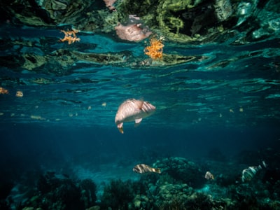 assorted fishes underwater belize google meet background
