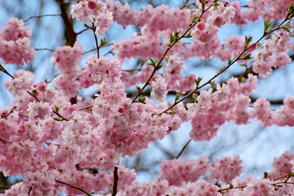 pink cherry blossom tree